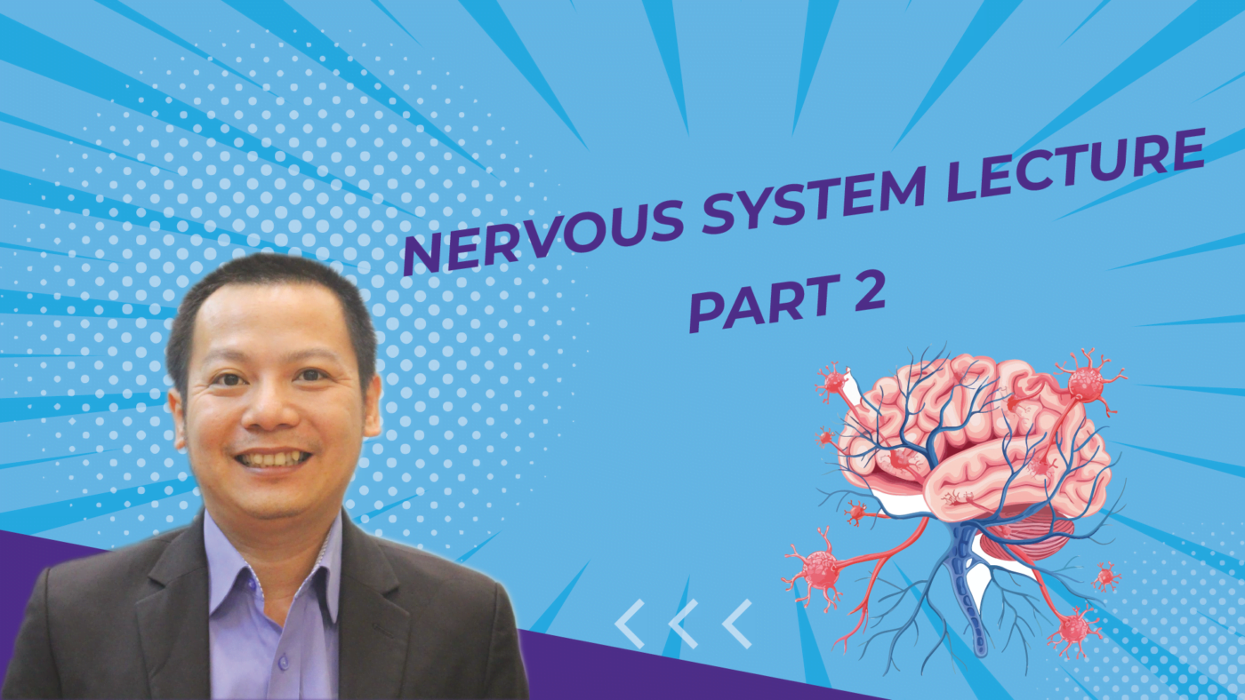 NERVOUS SYSTEM LECTURE MEDICAL ENGLISH PART 2 01