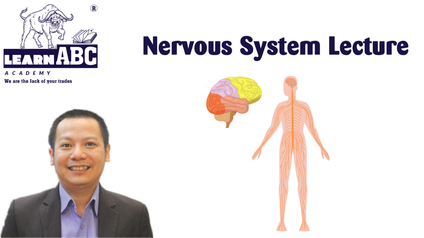 Nervous System Lecture