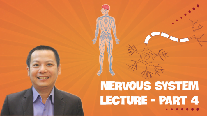 NERVOUS SYSTEM LECTURE MEDICAL ENGLISH PART 4 01