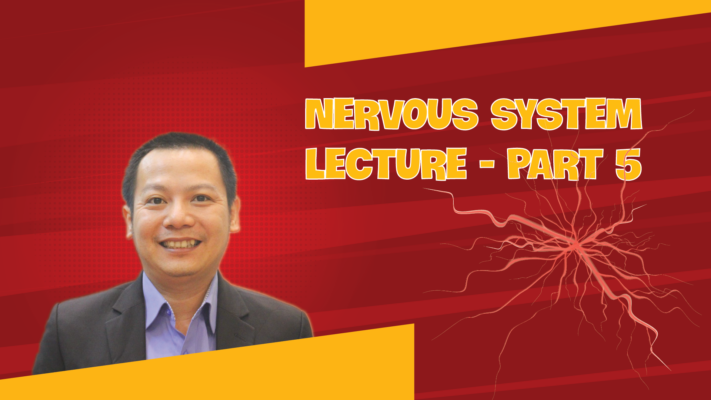 NERVOUS SYSTEM LECTURE MEDICAL ENGLISH PART 5 01