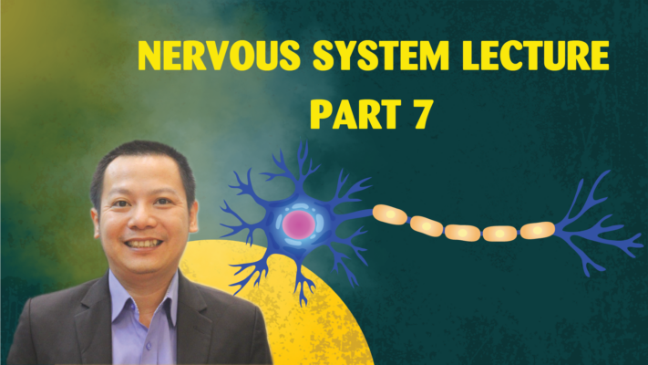 NERVOUS SYSTEM LECTURE MEDICAL ENGLISH PART 7 01