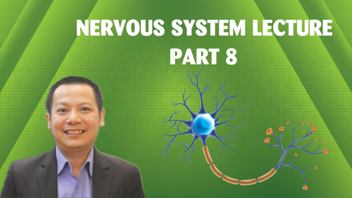 NERVOUS SYSTEM LECTURE MEDICAL ENGLISH PART 8