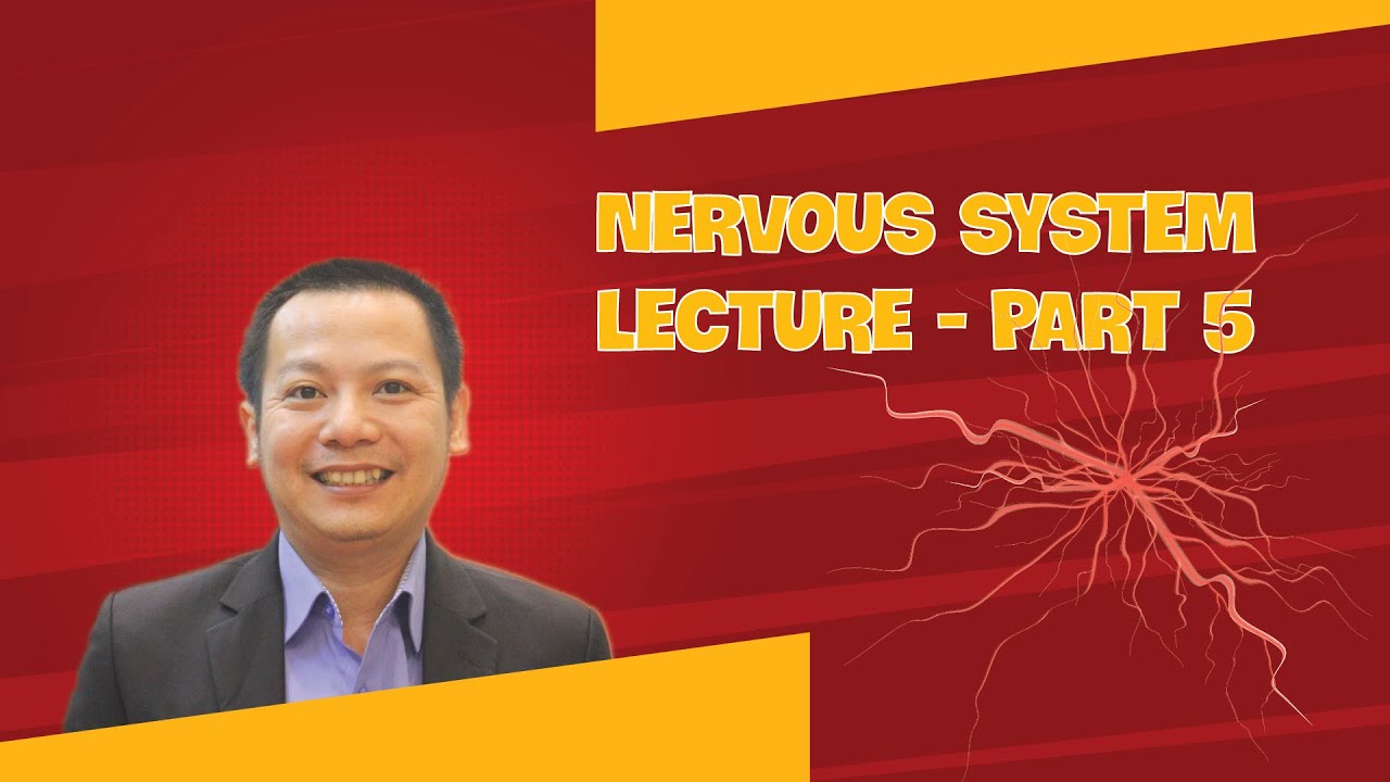 Nervous System Lecture - Part 5 (Free)