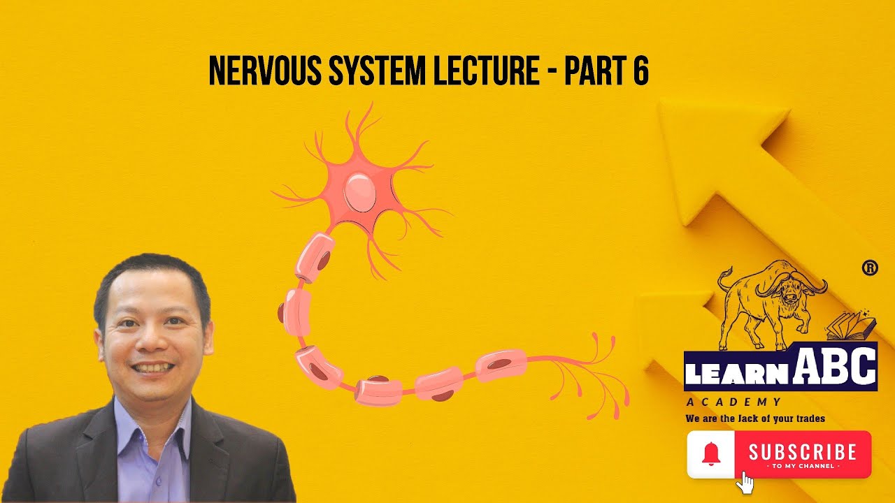 Nervous System Lecture - Part 6 (Free)