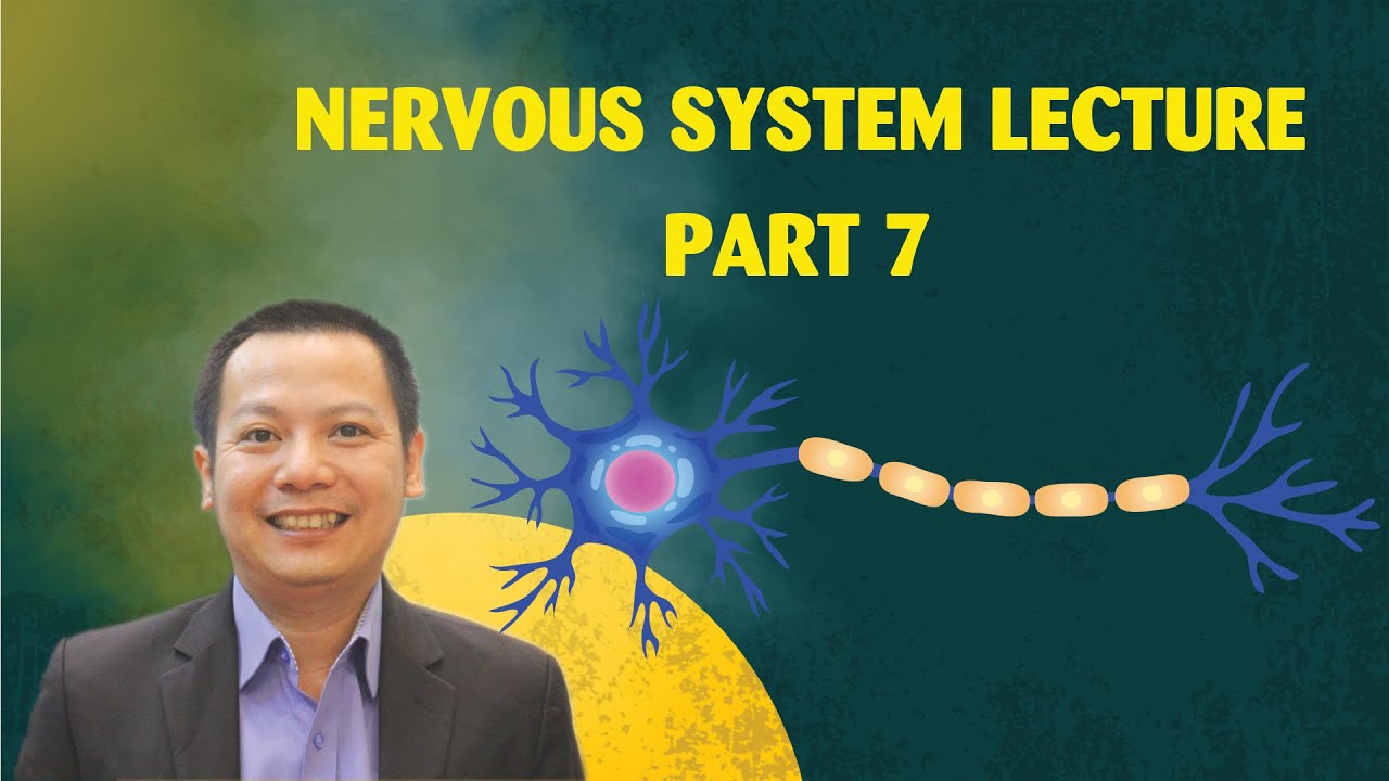 Nervous System Lecture - Part 7 (Free)