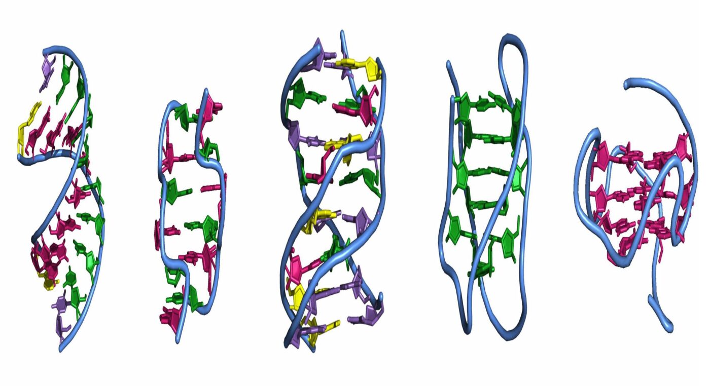 Cau truc DNA