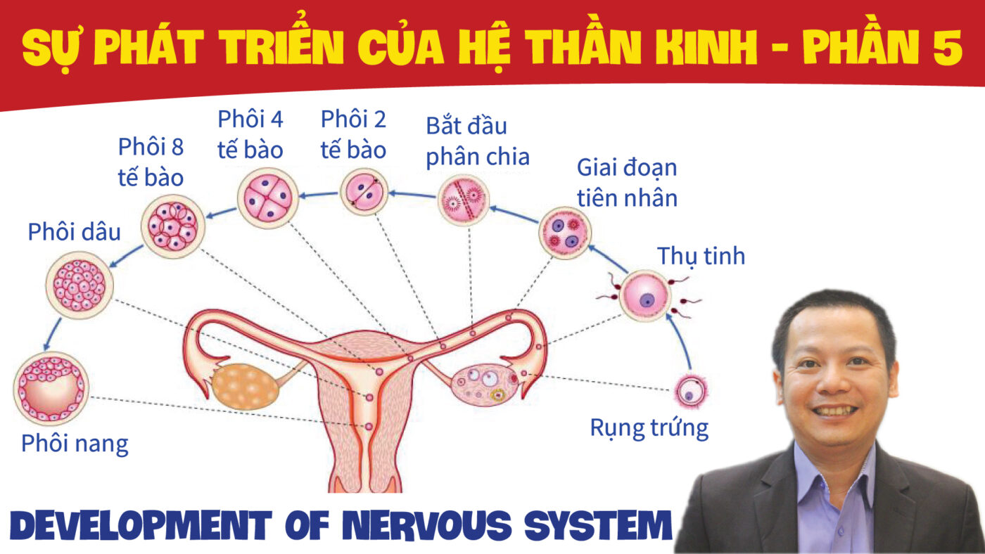 DEVELOPMENT OF NERVOUS SYSTEM SU PHAT TRIEN CUA HE THAN KINH PHAN 5 01