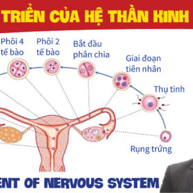 DEVELOPMENT OF NERVOUS SYSTEM SU PHAT TRIEN CUA HE THAN KINH PHAN 5 01