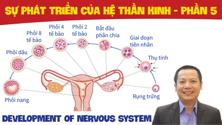 DEVELOPMENT OF NERVOUS SYSTEM SU PHAT TRIEN CUA HE THAN KINH PHAN 5 01