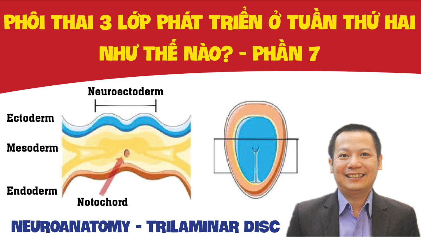 DEVELOPMENT OF NERVOUS SYSTEM SU PHAT TRIEN CUA HE THAN KINH PHAN 7 01