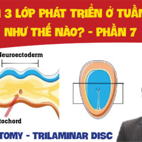 DEVELOPMENT OF NERVOUS SYSTEM SU PHAT TRIEN CUA HE THAN KINH PHAN 7 01