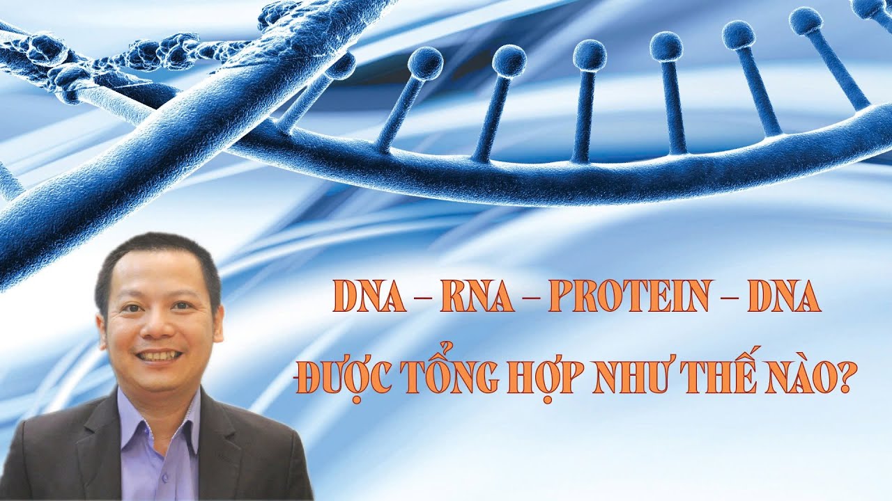 DNA RNA PROTEIN DNA DUOC TONG HOP NHU THE NAO 01