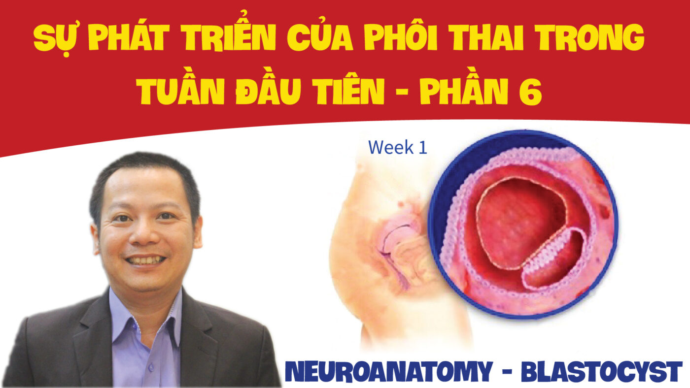 NEUROANATOMY BLASTOCYST SU PHAT TRIEN CUA PHOI THAI TRONG TUAN DAU TIEN PHAN 6 01