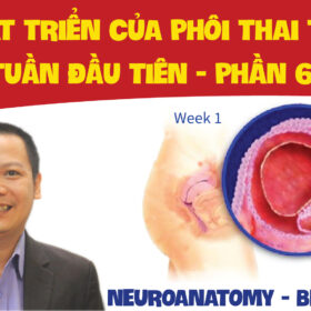 NEUROANATOMY BLASTOCYST SU PHAT TRIEN CUA PHOI THAI TRONG TUAN DAU TIEN PHAN 6 01