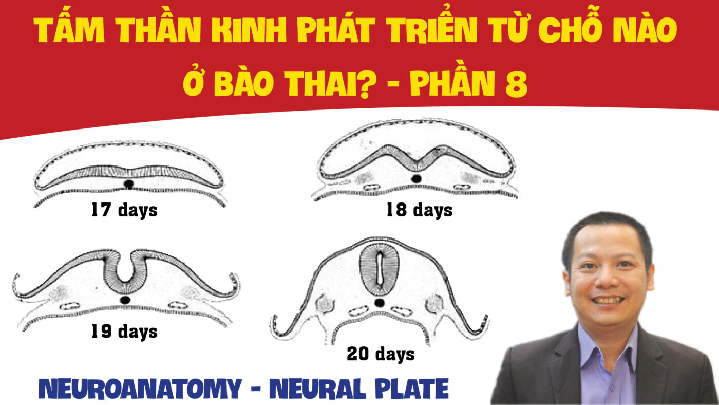 NEUROANATOMY NEURAL PLATE TAM THAN KINH PHAT TRIEN TU CHO NAO O BAO THAI PHAN 8 01