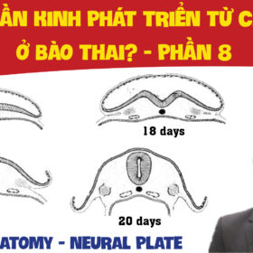 NEUROANATOMY NEURAL PLATE TAM THAN KINH PHAT TRIEN TU CHO NAO O BAO THAI PHAN 8 01