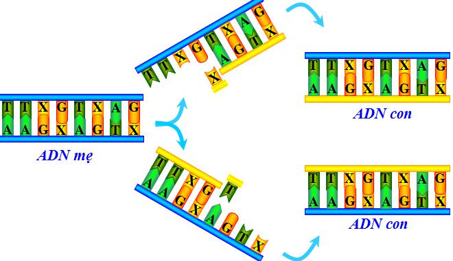 Quy Trinh Tong Hop DNA