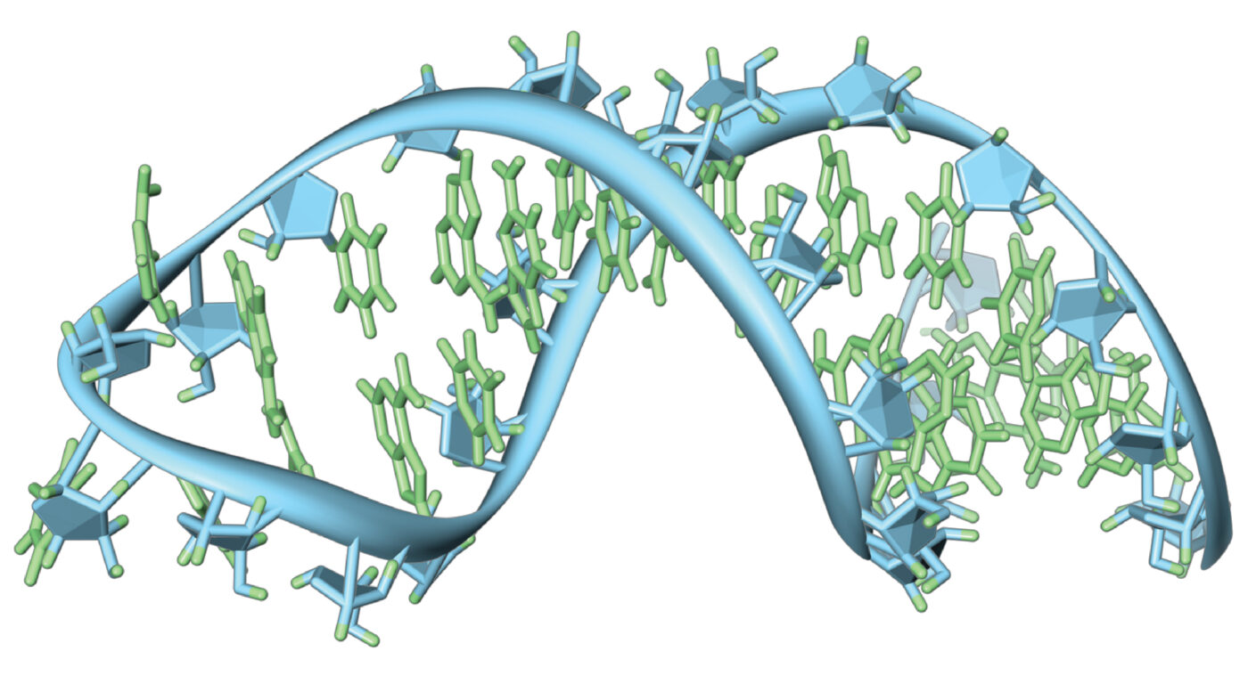 Ranh DNA 01