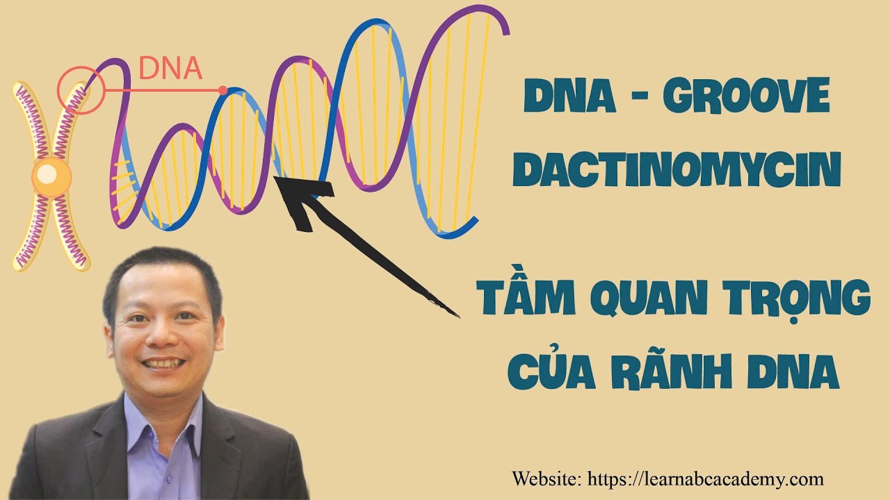 Ranh DNA Chia Khoa Bi An Trong Dieu Hoa Gen