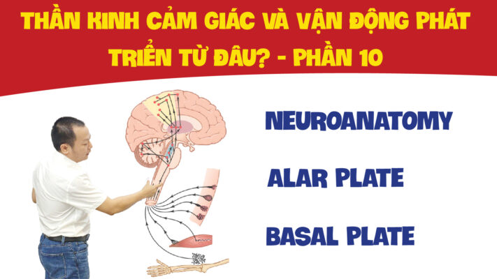 NEUROANATOMY ALAR PLATE BASAL PLATE THAN KINH CAM GIAC VA VAN DONG PHAT TRIEN TU DAU PHAN 10 01 01