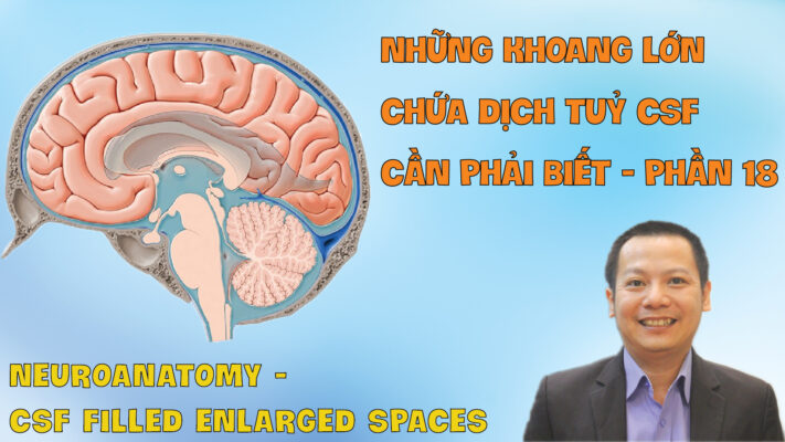 NEUROANATOMY CSF FILLED ENLARGED SPACES NHUNG KHOANG LON CHUA DICH TUY CSF CAN PHAI BIET PHAN 18 01