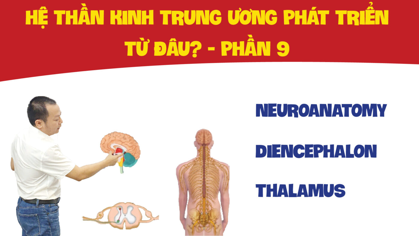 NEUROANATOMY DIENCEPHALON THALAMUS HE THAN KINH TRUNG UONG PHAT TRIEN TU DAU PHAN 9 01 01 01