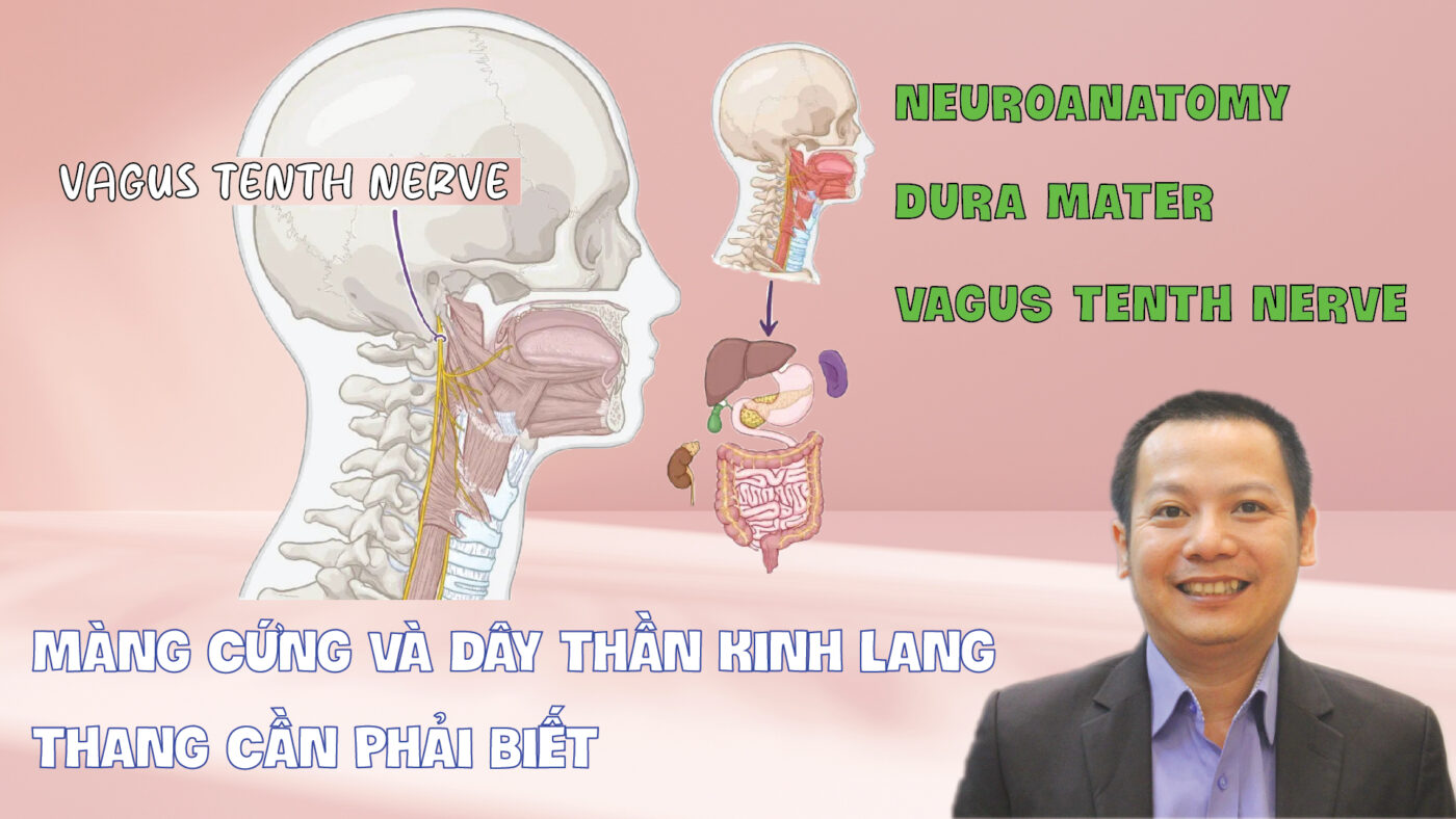 NEUROANATOMY DURA MATER VAGUS TENTH NERVE MANG CUNG VA DAY THAN KINH LANG THANG CAN PHAI BIET PHAN 17 01