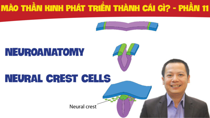 NEUROANATOMY NEURAL CREST CELLS MAO THAN KINH PHAT TRIEN THANH CAI GI PHAN 11 01