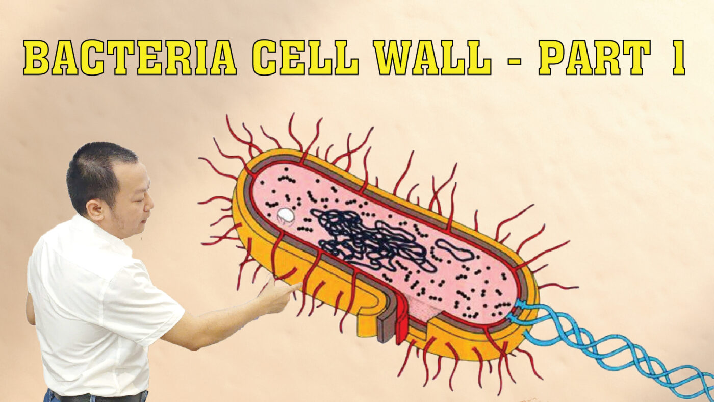 BACTERIA CELL WALL PART 1 01