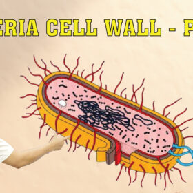 BACTERIA CELL WALL PART 1 01