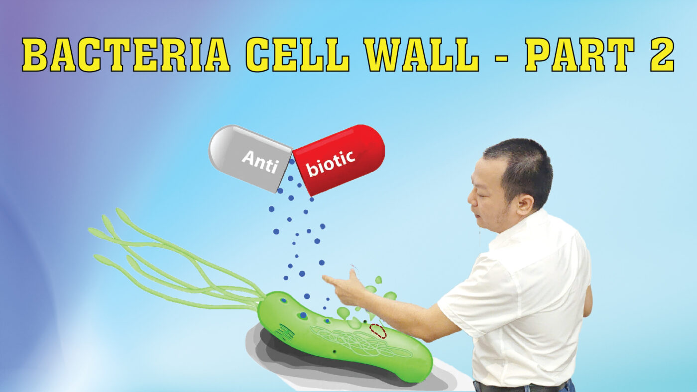 BACTERIA CELL WALL PART 2 01