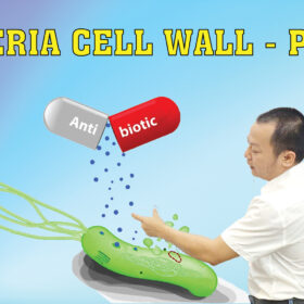 BACTERIA CELL WALL PART 2 01