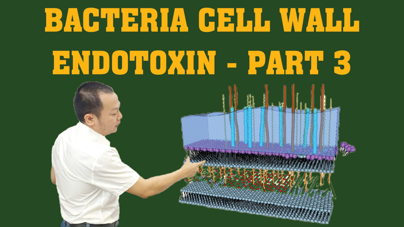 BACTERIA CELL WALL PART 3 01 01