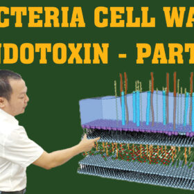 BACTERIA CELL WALL PART 3 01 01