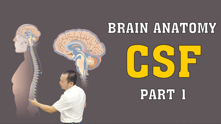 BRAIN ANATOMY CSF PART 1 01