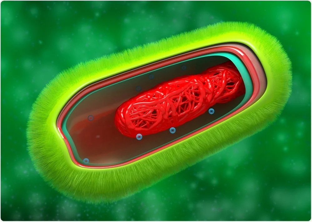 Bacteria cell wall 1