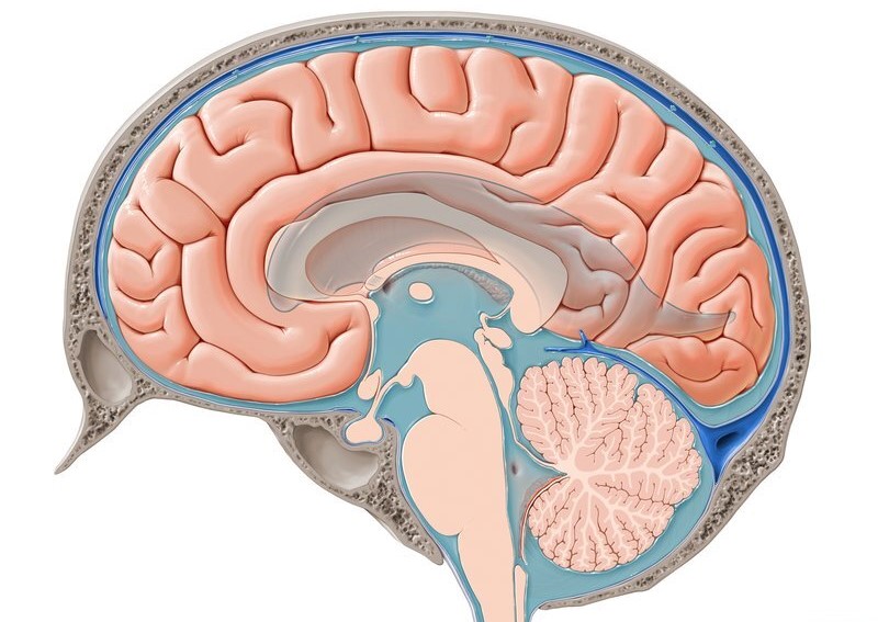 Brain Anatomy 1