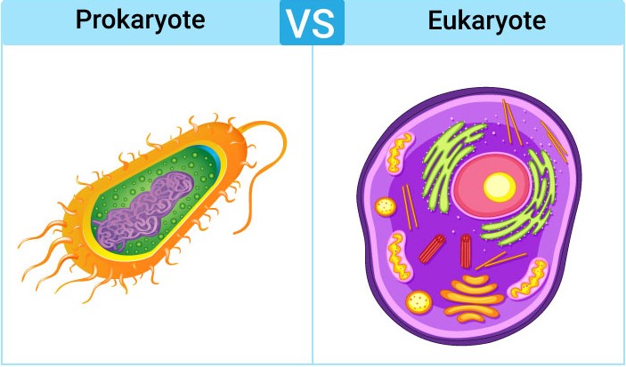 Prokaryotes and Eukaryotes 1