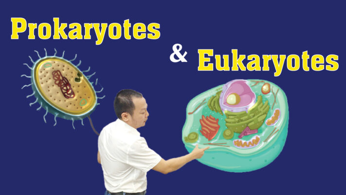 Prokaryotes and Eukaryotes Part 1 01