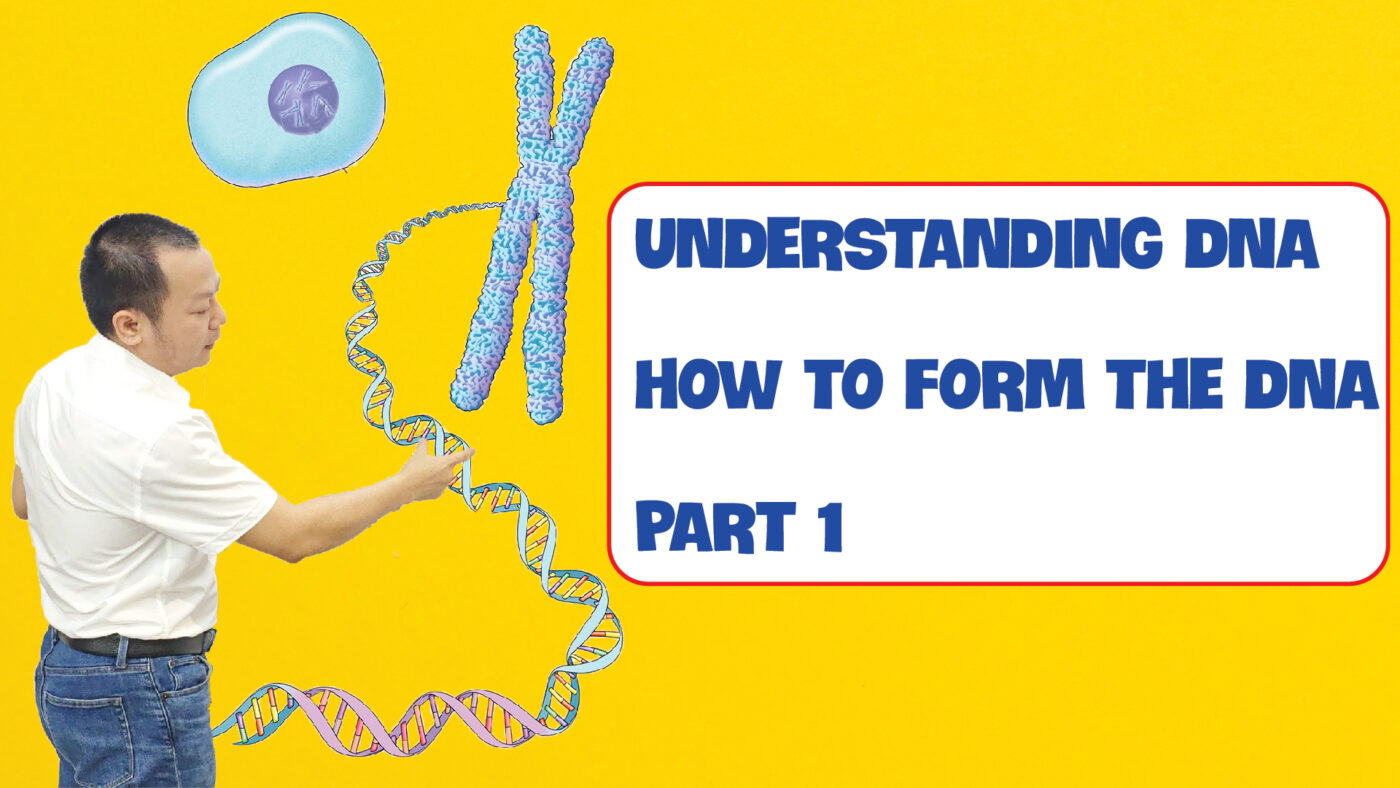 UNDERSTANDING DNA HOW TO FORM THE DNA PART 1 01